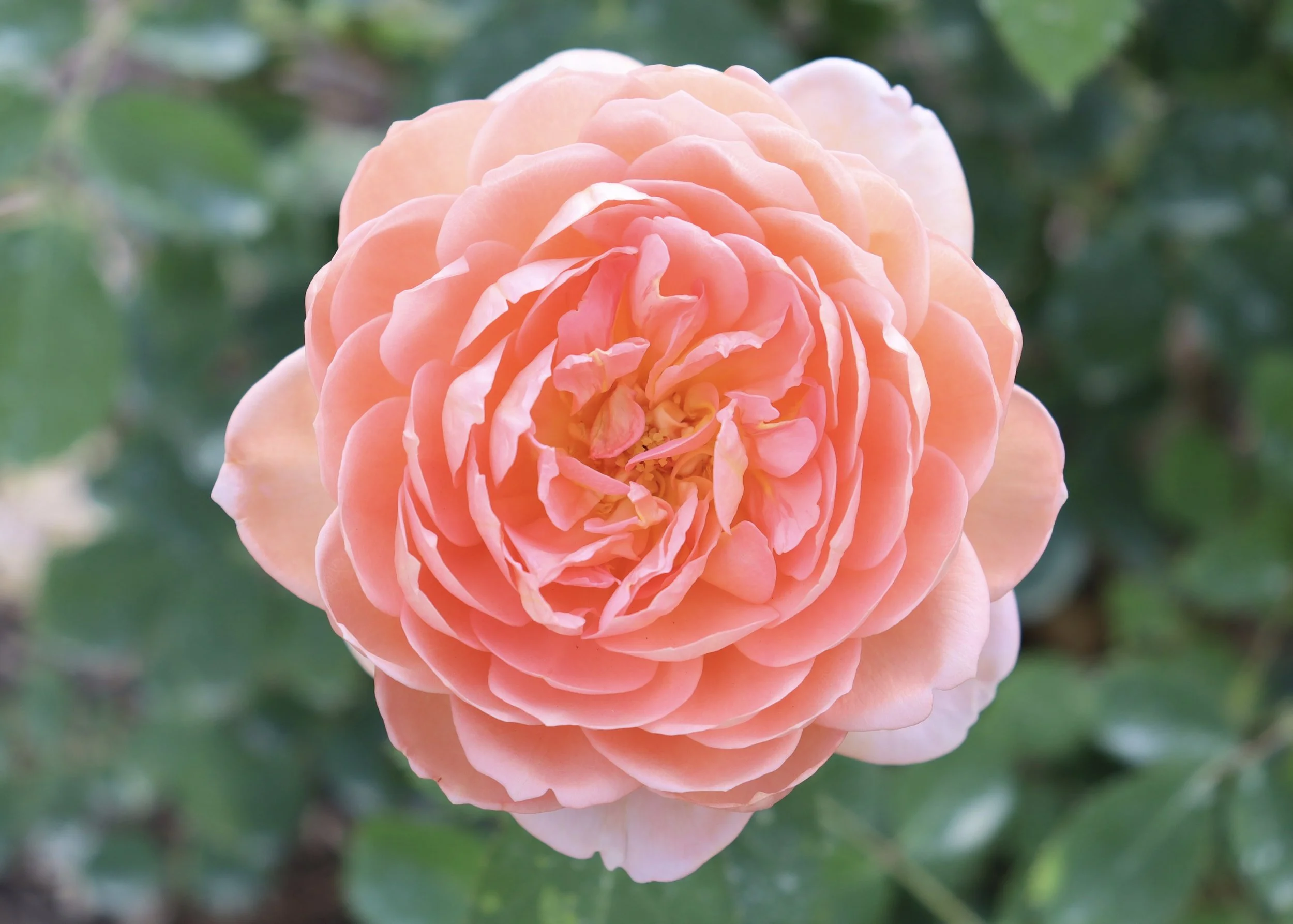 Contact a Rose Expert — Kansas City Rose Society